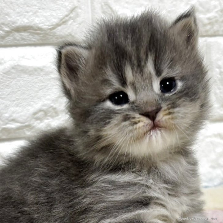 ブリーダー画像