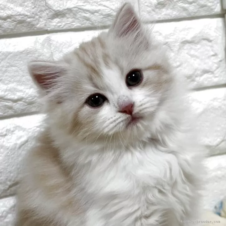 K 様のお迎えした子猫