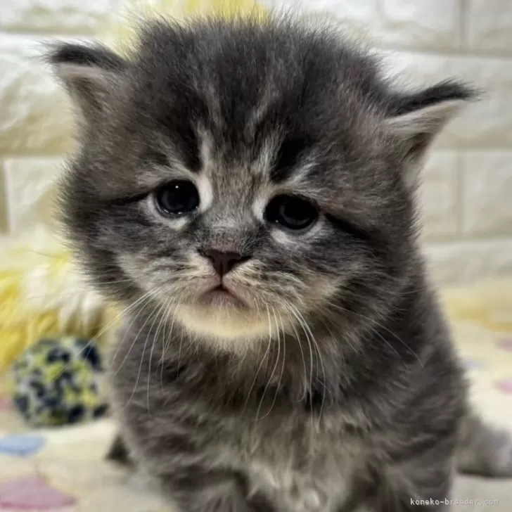 ID：2504-01355の子猫