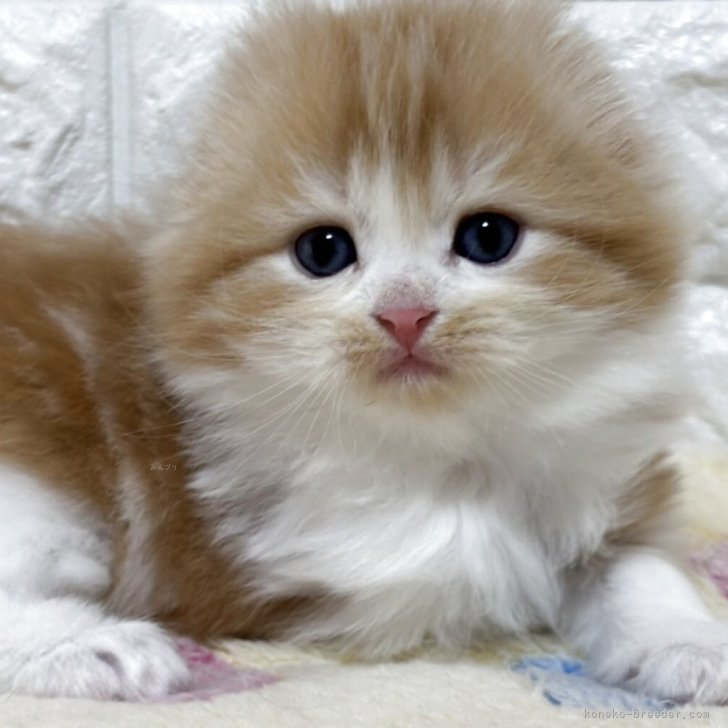 ブリーダー画像