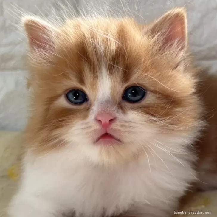 ID：2509-03196の子猫