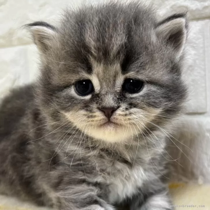 ID：2504-01360の子猫