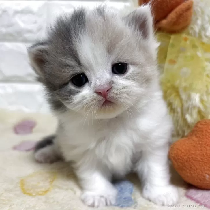 スコティッシュフォールド(立ち耳)【山梨県・女の子・2025年11月4日・ダイリュートキャリコ】の写真1