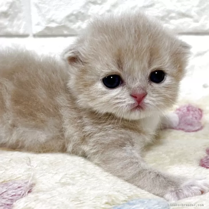 Y.A 様のお迎えした子猫