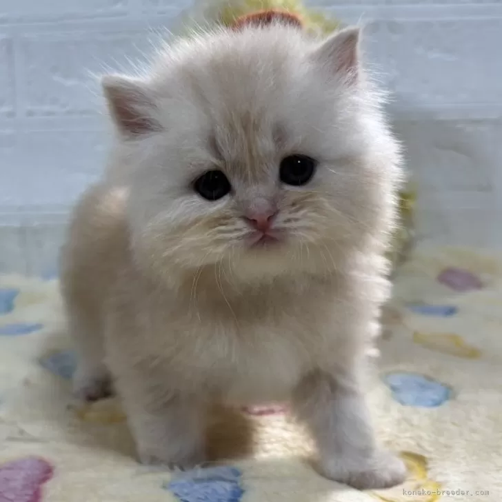 ID:2502-00402の子猫