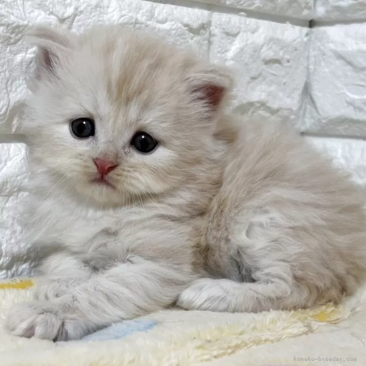 ID：2601-00748の子猫