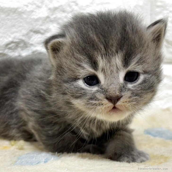 ブリーダー画像