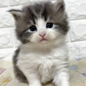 サイベリアン【山梨県・男の子・2025年10月1日・ブルータビー&ホワイト】の写真「優しいお顔の男の子♡」