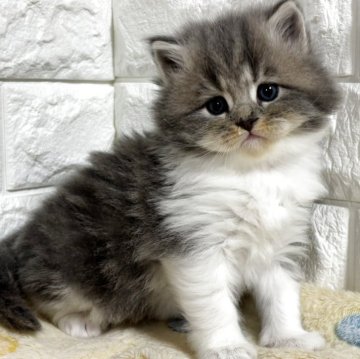 サイベリアン【山梨県・男の子・2025年10月1日・ブルータビー&ホワイト】の写真「優しいお顔の男の子♡」