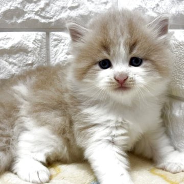 サイベリアン【山梨県・男の子・2025年8月22日・クリーム&ホワイト】の写真「可愛いハチワレ・優しいお顔の男の子♡」