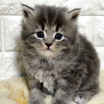 サイベリアン【山梨県・男の子・2025年10月1日・ブルータビー】の写真「優しいお顔の男の子♡」