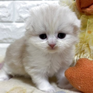 スコティッシュフォールド(折れ耳)【山梨県・女の子・2025年11月4日・クリームタビー（ロング）】の写真「フワフワ♪つぶらな瞳♡かわいい女の子♡」