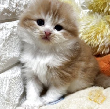 スコティッシュフォールド(折れ耳)【山梨県・男の子・2025年11月3日・レッドタビー&ホワイト（ロング）】の写真「フワフワ♪可愛いレッド系♡男の子♡」