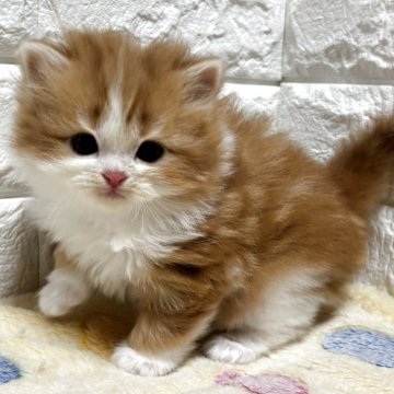スコティッシュフォールド(立ち耳)【山梨県・女の子・2025年11月3日・レッドタビー&ホワイト（ロング）】の写真「フワフワ♪可愛いレッド系♡女の子♡」
