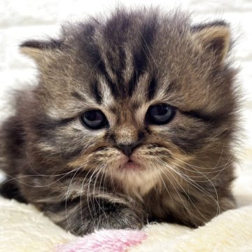 スコティッシュフォールド(立ち耳)【山梨県・男の子・2025年11月3日・ブラウンタビー（ロング）】の写真「フワフワ♪くまちゃんみたいな男の子♡」