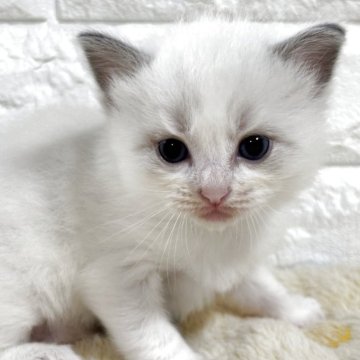 ラグドール【山梨県・男の子・2025年8月28日・ブルーポイントバイカラー】の写真「白くてフワフワ♪ブルーアイ♡優しいお顔の男の子♡」