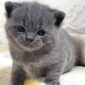 ブリティッシュショートヘア【山梨県・男の子・2025年10月21日・ブルー】の写真「かわいい♡ブルー・男の子♡」