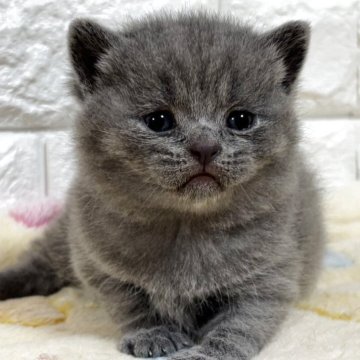 ブリティッシュショートヘア【山梨県・男の子・2025年10月21日・ブルー】の写真「かわいい♡ブルー・男の子♡」