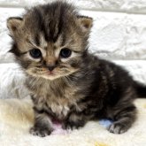 スコティッシュフォールド(立ち耳)