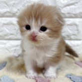 スコティッシュフォールド(折れ耳)