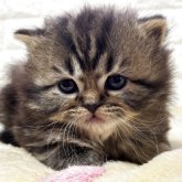 スコティッシュフォールド(立ち耳)