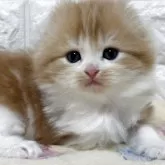 スコティッシュフォールド(折れ耳)