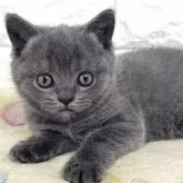 ブリティッシュショートヘア