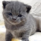 ブリティッシュショートヘア