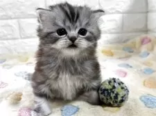 スコティッシュフォールド(立ち耳)【山梨県・男の子・2025年8月20日・シルバータビー】の写真2