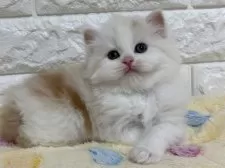 スコティッシュフォールド(立ち耳)【山梨県・男の子・2025年1月30日・レッド&ホワイト】の写真2