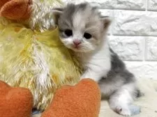 スコティッシュフォールド(立ち耳)【山梨県・女の子・2025年11月4日・ダイリュートキャリコ】の写真2