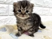 スコティッシュフォールド(立ち耳)【山梨県・男の子・2025年11月3日・ブラウンタビー】の写真4