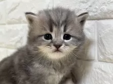 サイベリアン【山梨県・男の子・2025年3月6日・ブルータビー】の写真2