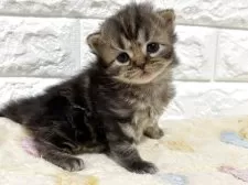 スコティッシュフォールド(立ち耳)【山梨県・男の子・2025年11月3日・ブラウンタビー】の写真5