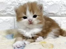 スコティッシュフォールド(立ち耳)【山梨県・女の子・2025年11月3日・レッドタビー&ホワイト】の写真3