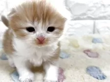 スコティッシュフォールド(折れ耳)【山梨県・男の子・2025年11月3日・レッドタビー&ホワイト】の写真3