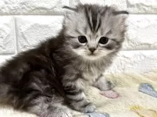 スコティッシュフォールド(立ち耳)【山梨県・男の子・2025年8月20日・シルバータビー】の写真3