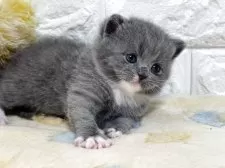 ブリティッシュショートヘア【山梨県・男の子・2025年10月21日・ブルー&ホワイト】の写真3