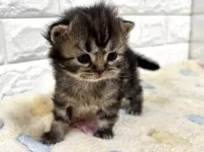 スコティッシュフォールド(立ち耳)【山梨県・男の子・2025年11月3日・ブラウンタビー】の写真6