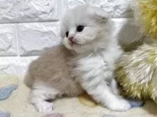 スコティッシュフォールド(折れ耳)【山梨県・女の子・2025年11月4日・クリームタビー】の写真4