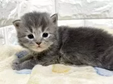 サイベリアン【山梨県・男の子・2025年10月1日・ブルータビー】の写真4