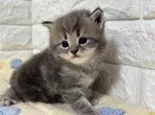 サイベリアン【山梨県・男の子・2025年3月6日・ブルータビー】の写真4