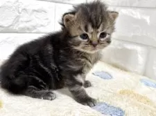 スコティッシュフォールド(立ち耳)【山梨県・男の子・2025年11月3日・ブラウンタビー】の写真7