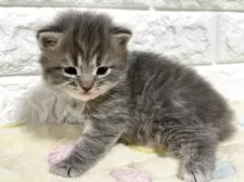 サイベリアン【山梨県・女の子・2025年10月1日・ブルータビー】の写真5