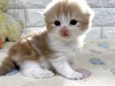 スコティッシュフォールド(折れ耳)【山梨県・男の子・2025年11月3日・レッドタビー&ホワイト】の写真5