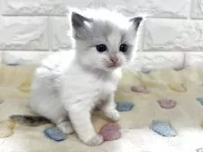 ラグドール【山梨県・男の子・2025年8月28日・ブルーポイントバイカラー】の写真5