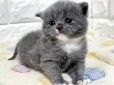 ブリティッシュショートヘア【山梨県・男の子・2025年10月21日・ブルー&ホワイト】の写真5