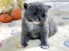 ブリティッシュショートヘア【山梨県・男の子・2025年10月21日・ブルー&ホワイト】の写真6