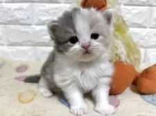 スコティッシュフォールド(立ち耳)【山梨県・女の子・2025年11月4日・ダイリュートキャリコ】の写真6