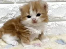 スコティッシュフォールド(立ち耳)【山梨県・女の子・2025年11月3日・レッドタビー&ホワイト】の写真6